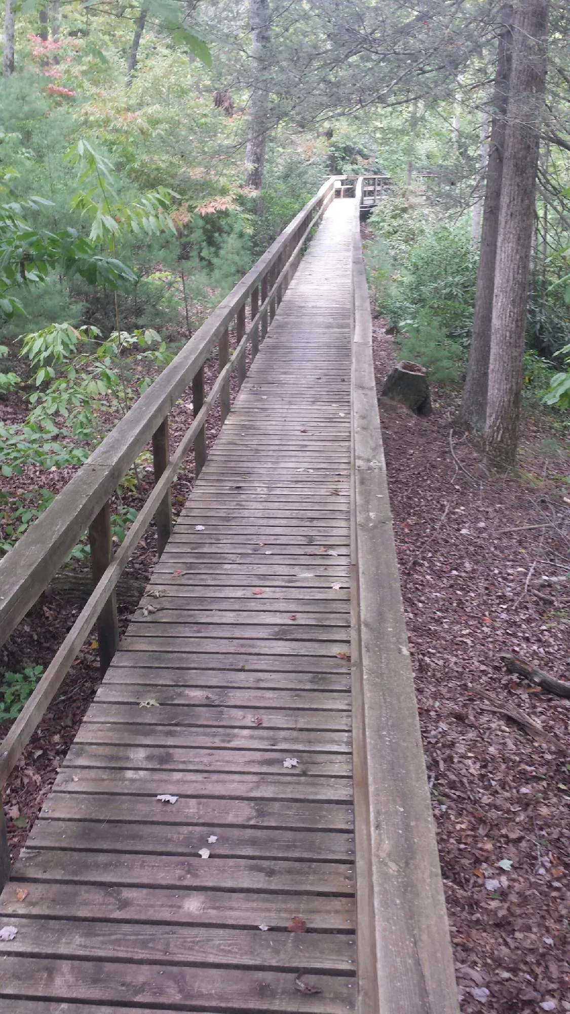 Long wood walkway with handrails built through the woods in Tillamook